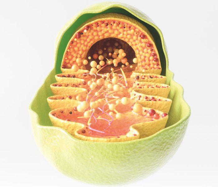 mitochondria mitochondria